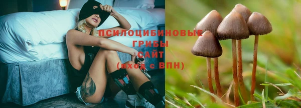 крисы Аркадак